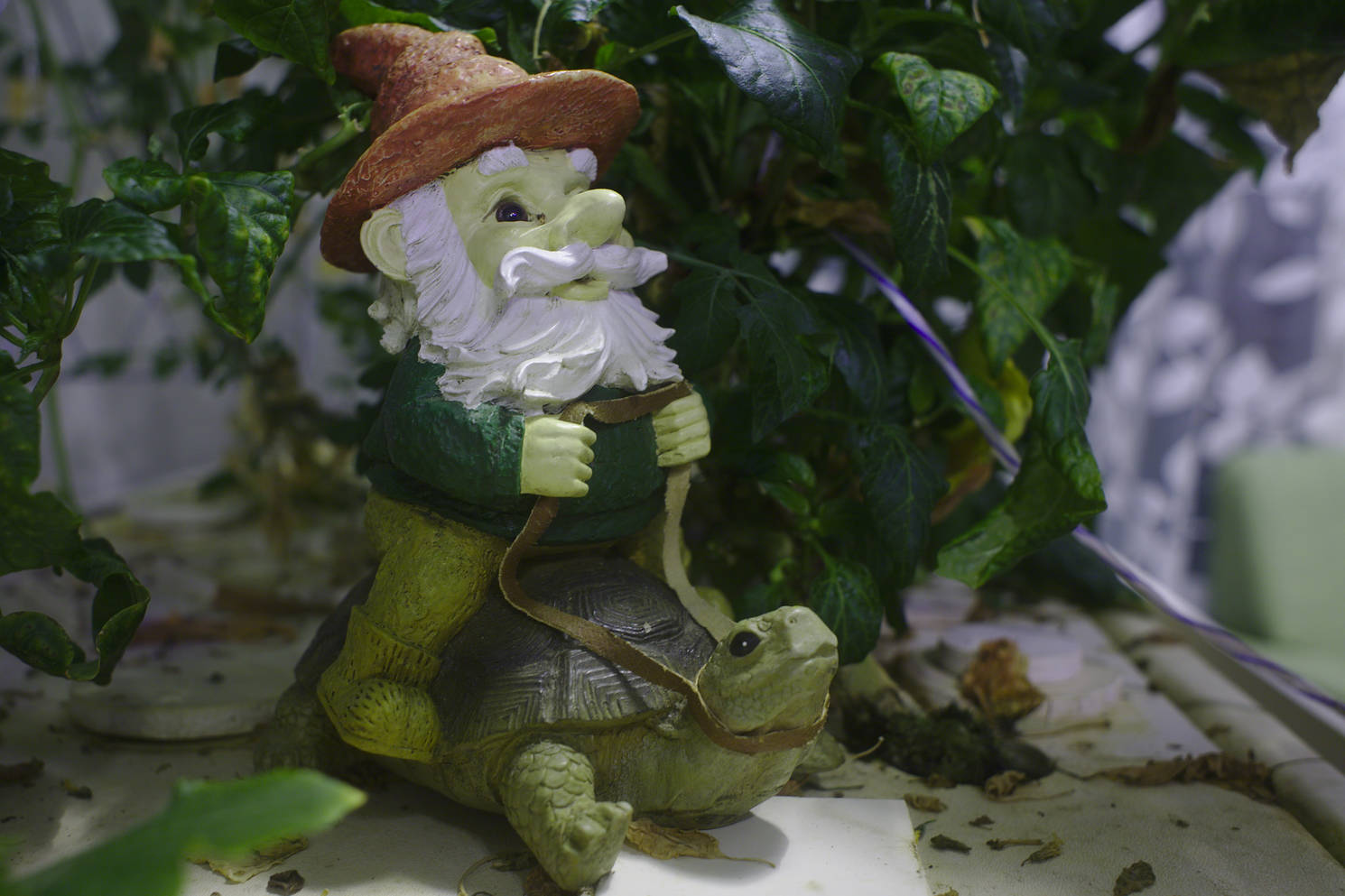 The greenhouse gnome riding a turtle. Because, why not?